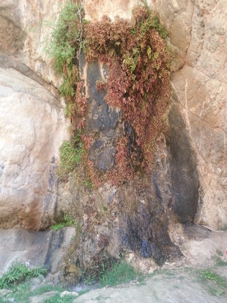eshkaf